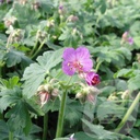 Geranium macrorrhizum