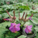 Geranium macrorrhizum