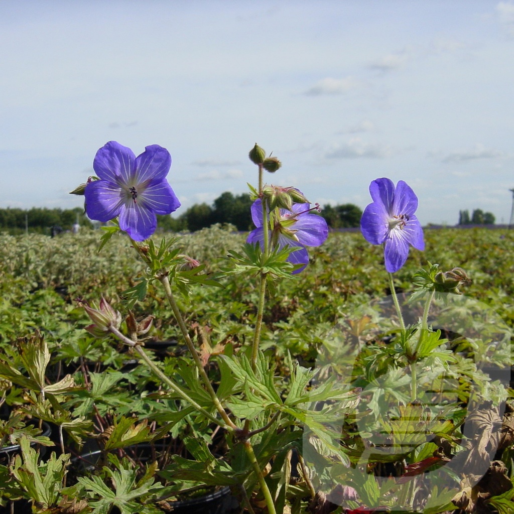 Geranium 'Johnson's Blue'