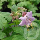 Geranium macr. 'Ingwersen's Variety'