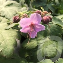 Geranium macr. 'Ingwersen's Variety'