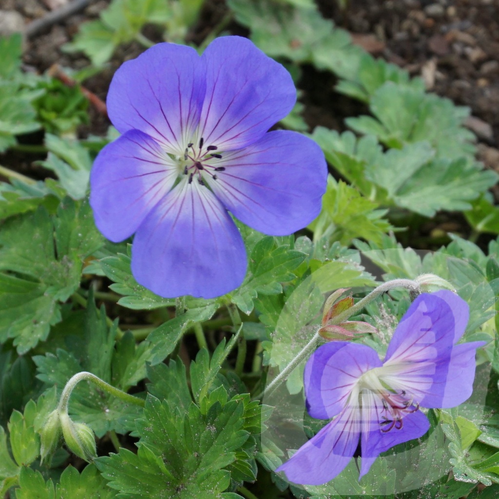 Geranium 'Azure Rush'®