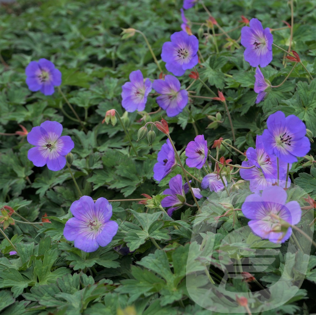 Geranium 'Azure Rush'®