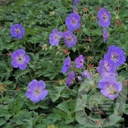 Geranium 'Azure Rush'®