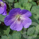 Geranium 'Azure Rush'®