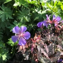 Geranium prat. 'Hocus Pocus'