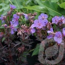 Geranium prat. 'Hocus Pocus'