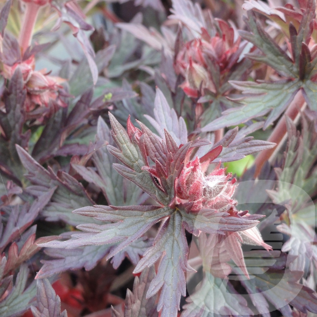 Geranium prat. 'Hocus Pocus'