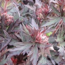 Geranium prat. 'Hocus Pocus'