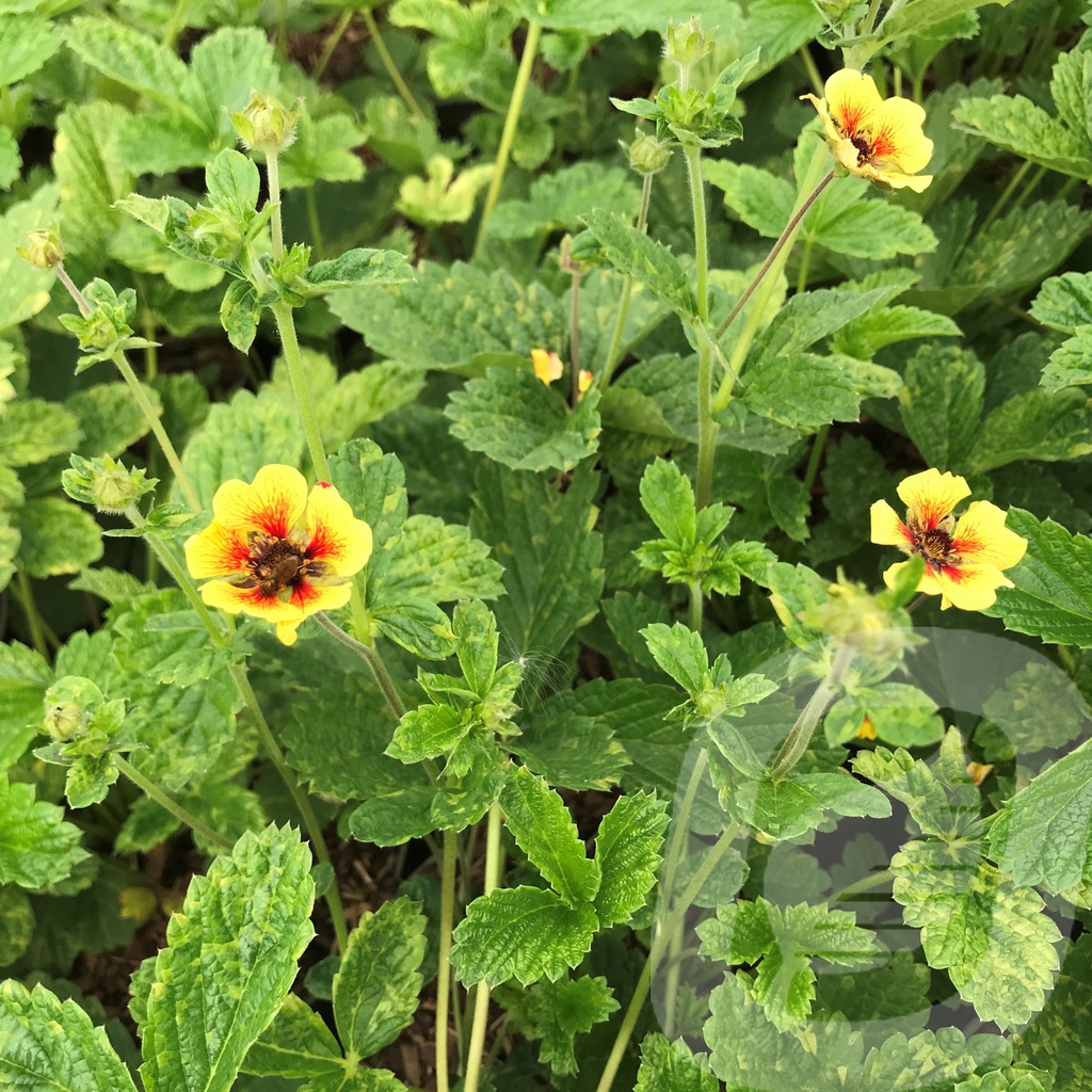 Potentilla 'Esta Ann'