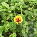 Potentilla 'Esta Ann'