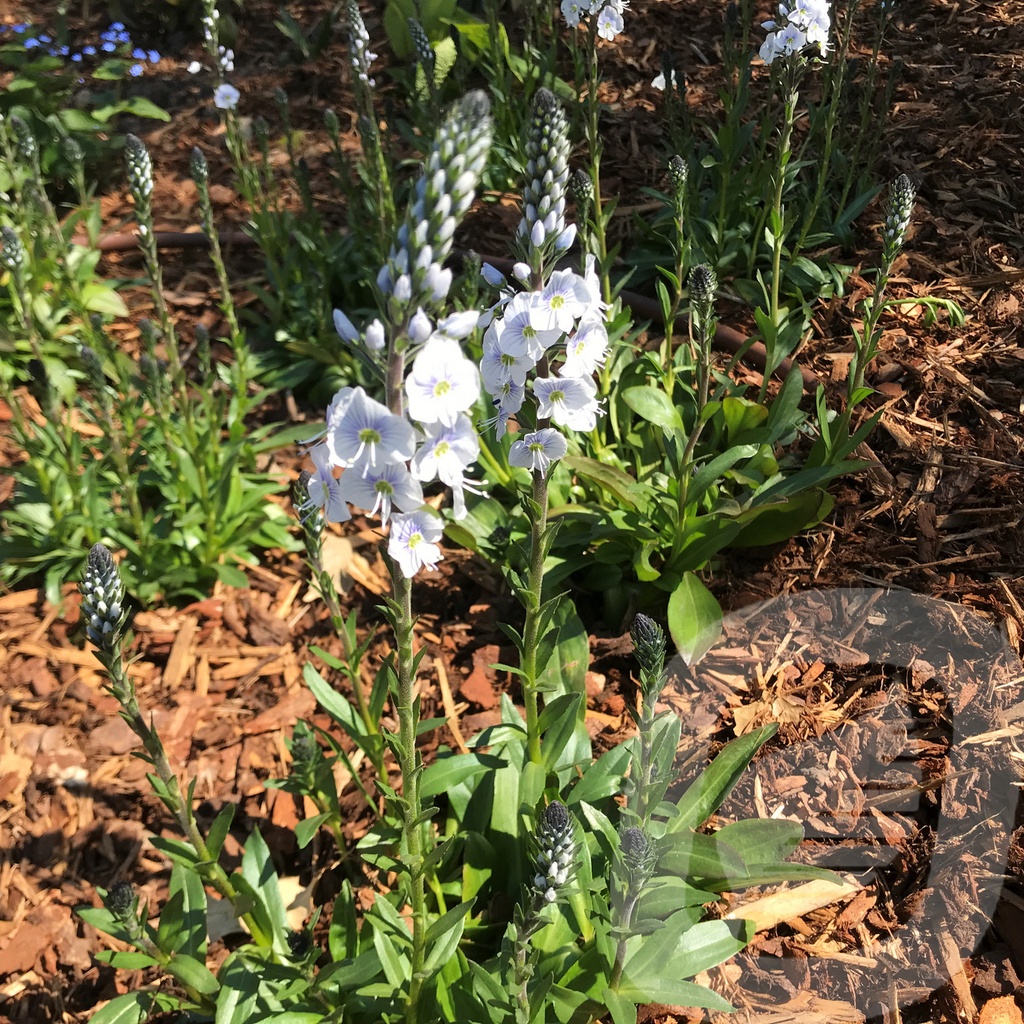 Veronica 'Tissington White'