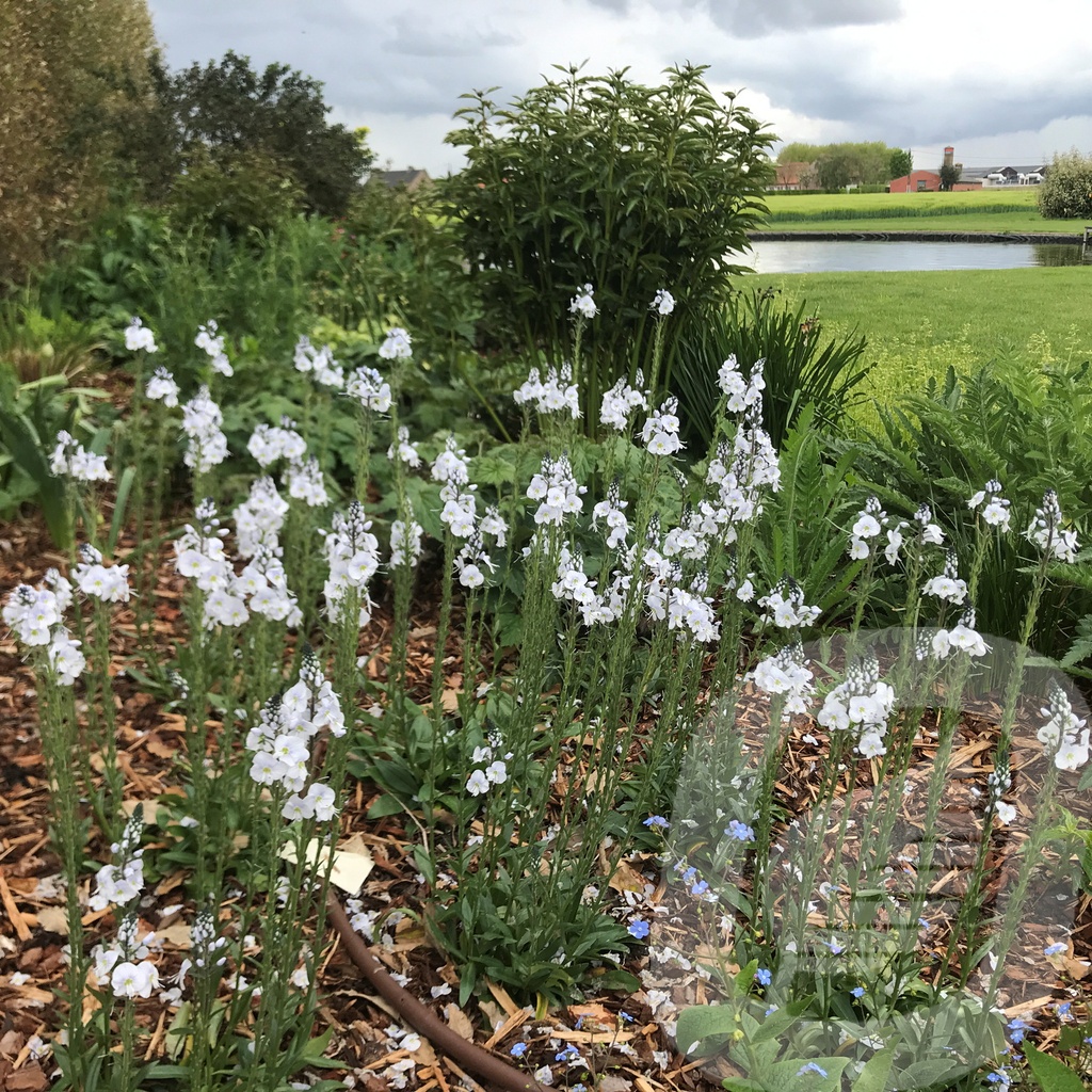 Veronica 'Tissington White'