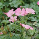 Geranium endr. 'Wargrave Pink'