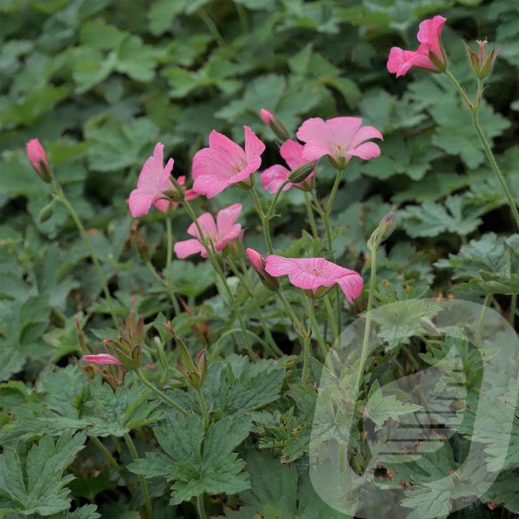 Geranium endr. 'Wargrave Pink'