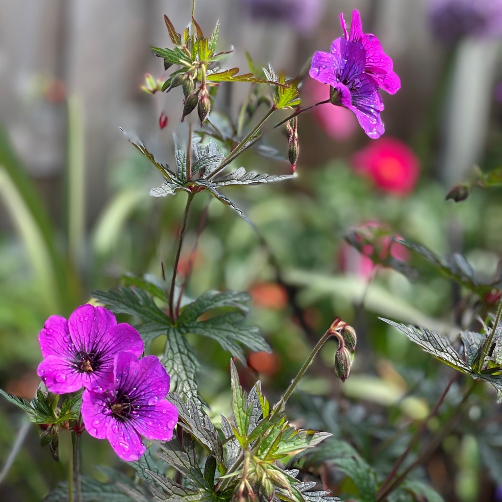 Geranium 'Dark Eyes'®