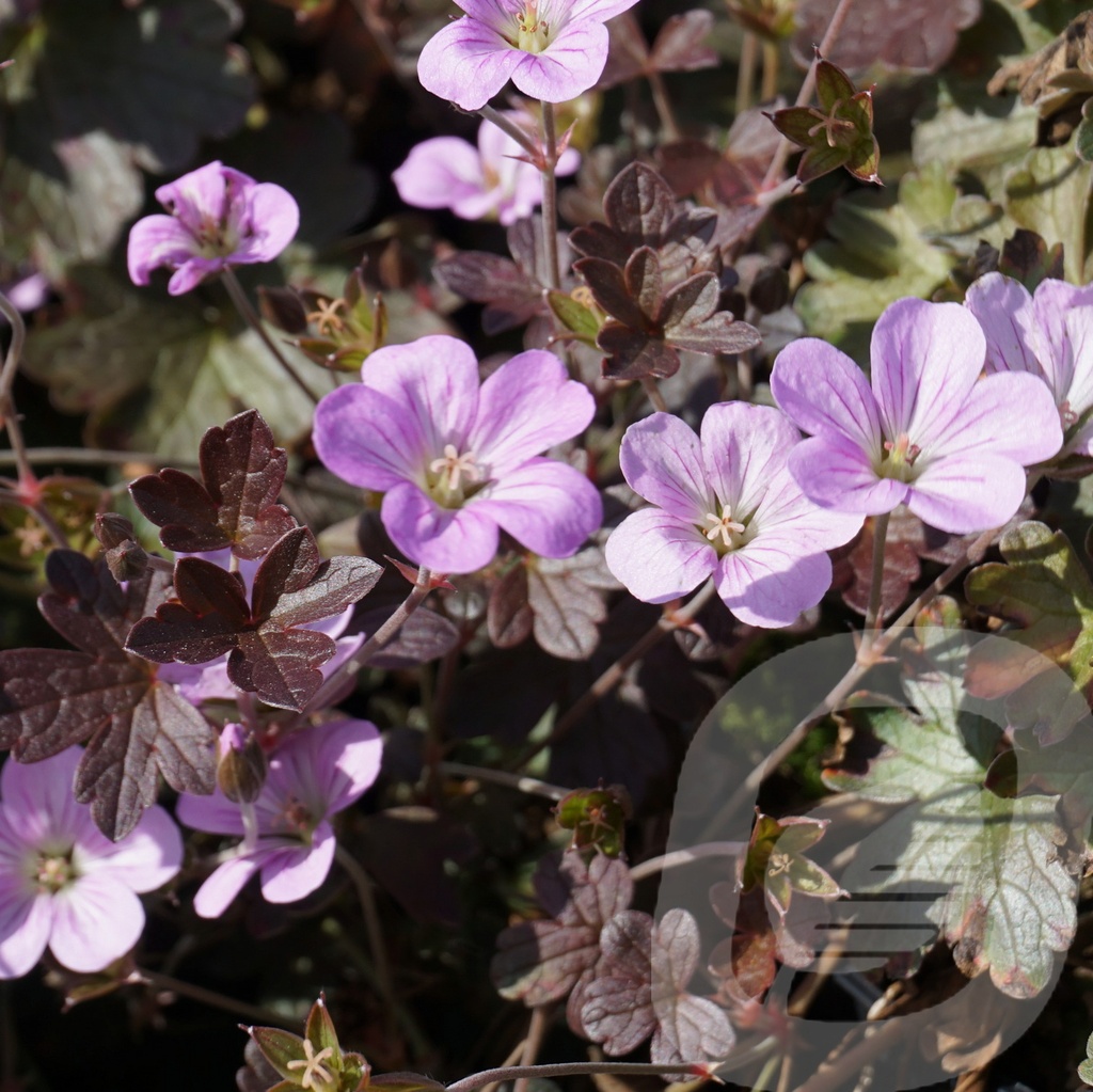 Geranium 'Dusky Crug'