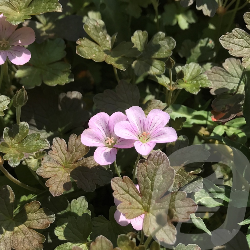 Geranium 'Dusky Crug'