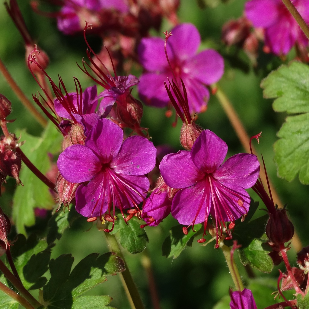 Geranium macr. 'Czakor'