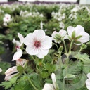 Geranium 'Coombland White'