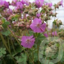 Geranium cant. 'Cambridge'