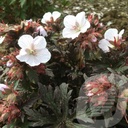 Geranium prat. 'Black n' White'