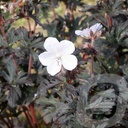 Geranium prat. 'Black n' White'