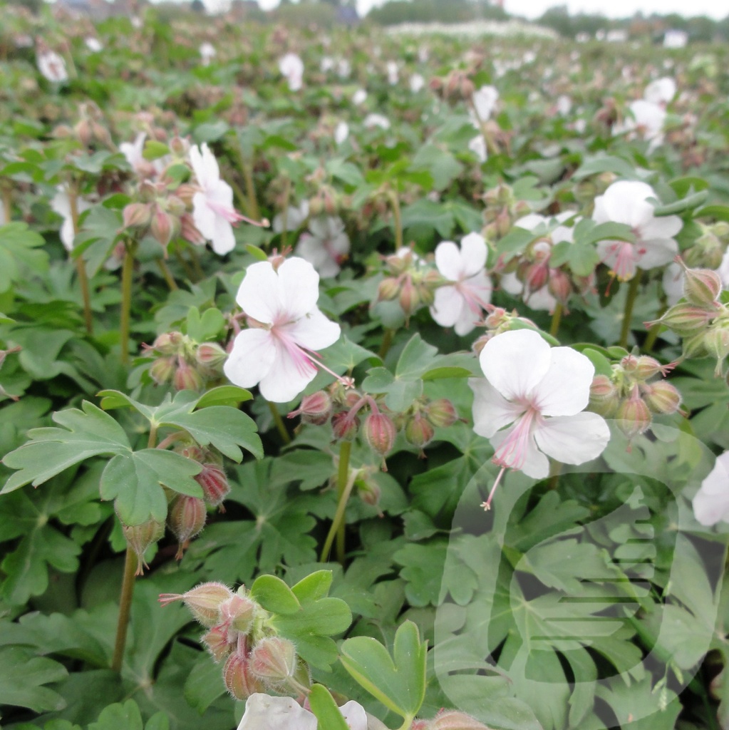 Geranium cant. 'Biokovo'