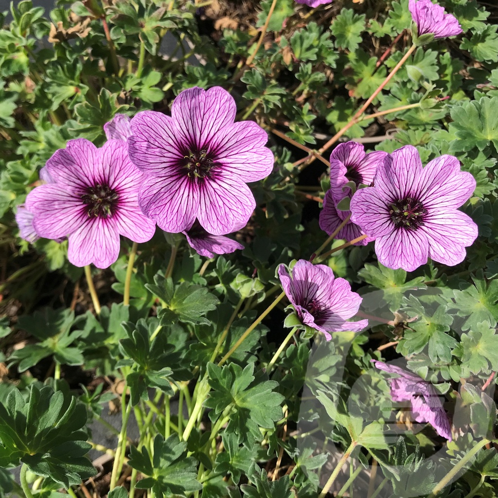 Geranium cinereum 'Ballerina'