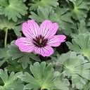 Geranium cinereum 'Ballerina'