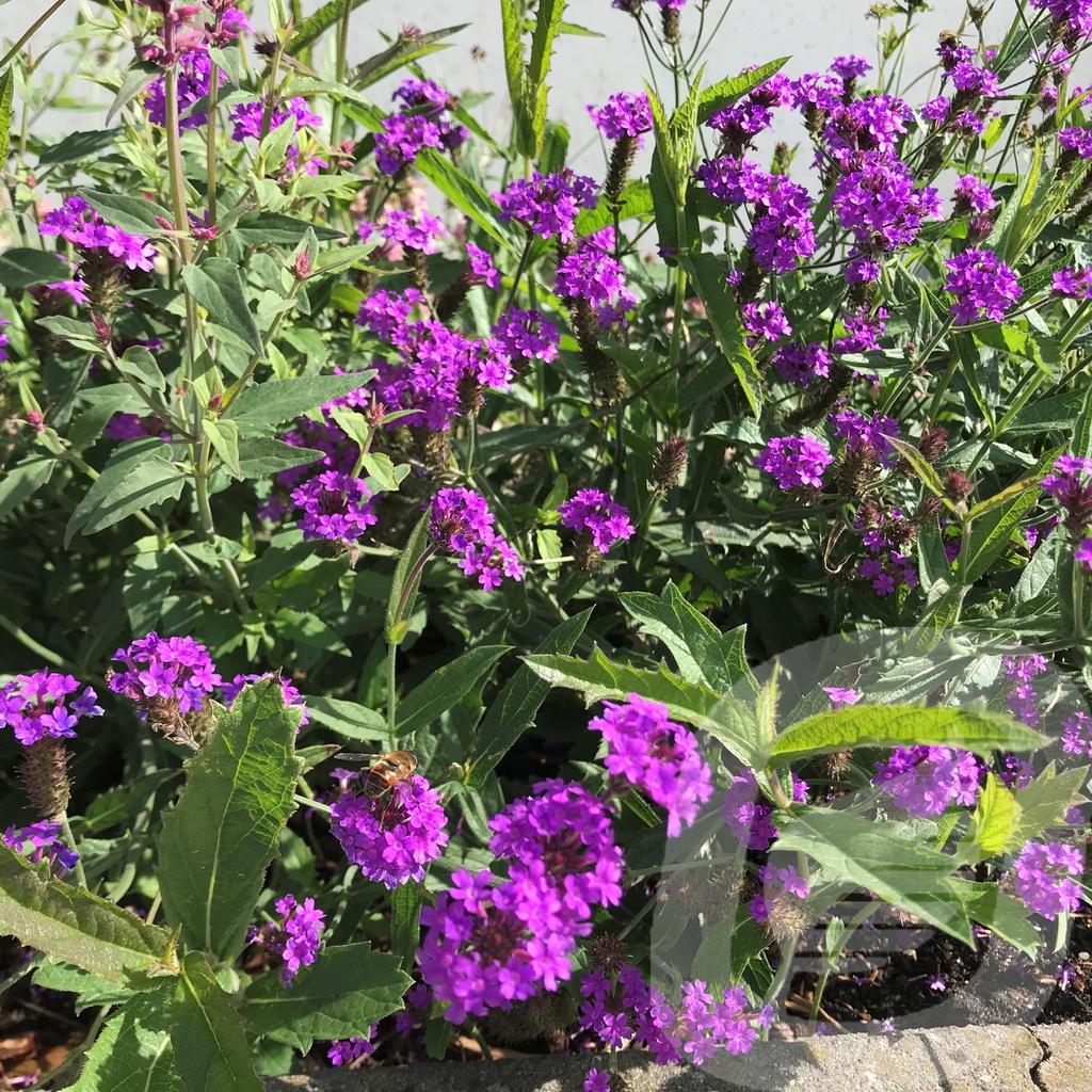 Verbena rigida 'Venosa'