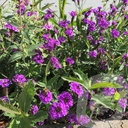 Verbena rigida 'Venosa'