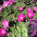 Erodium variabile 'Bishop's Form'