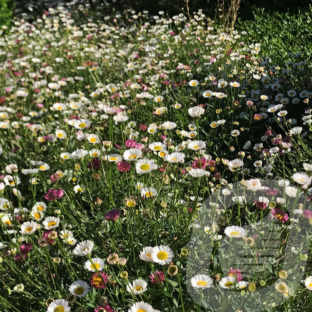 Erigeron karvinskianus