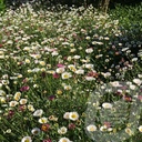 Erigeron karvinskianus