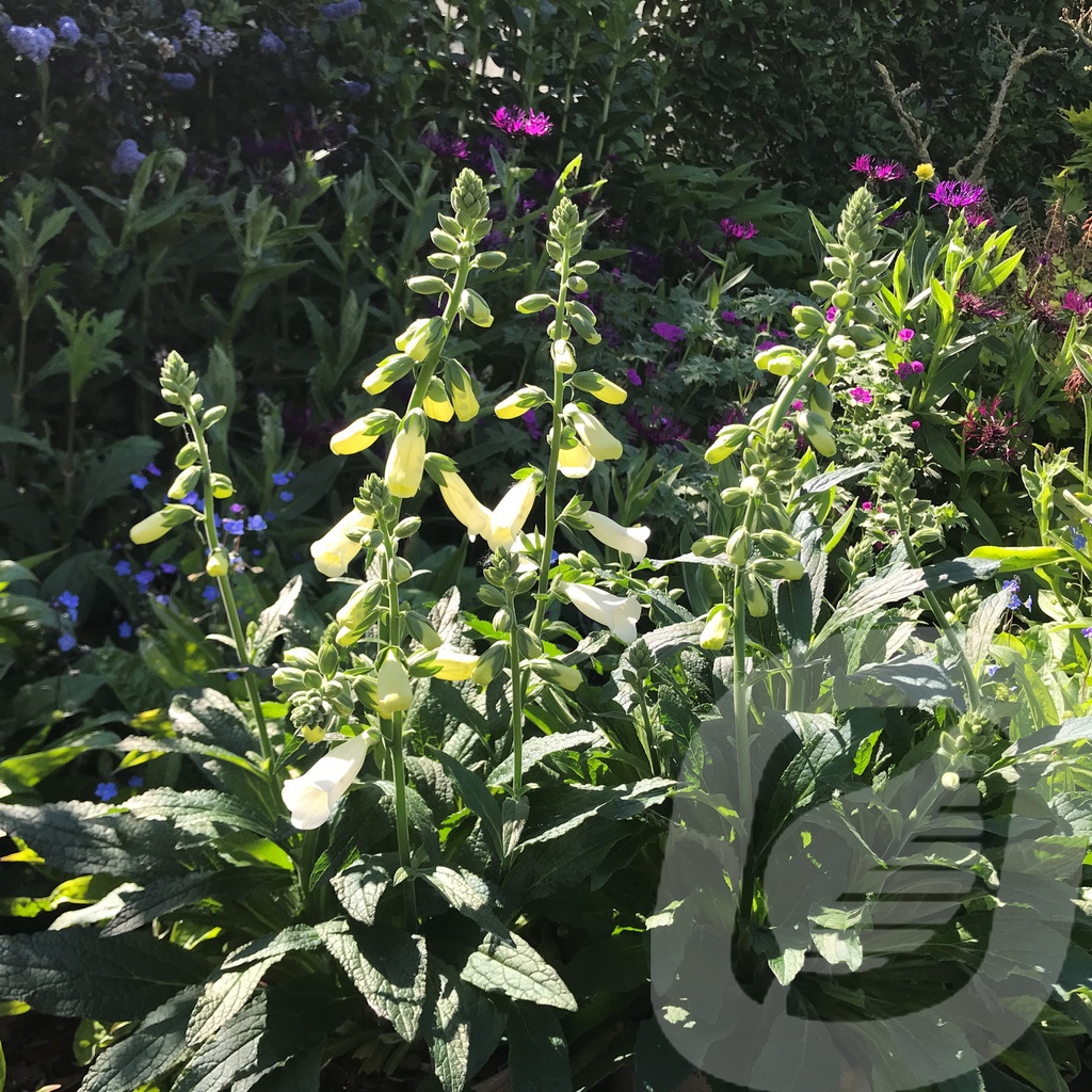 Digitalis Lucas ™ 'White'