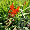 Crocosmia 'Lucifer'