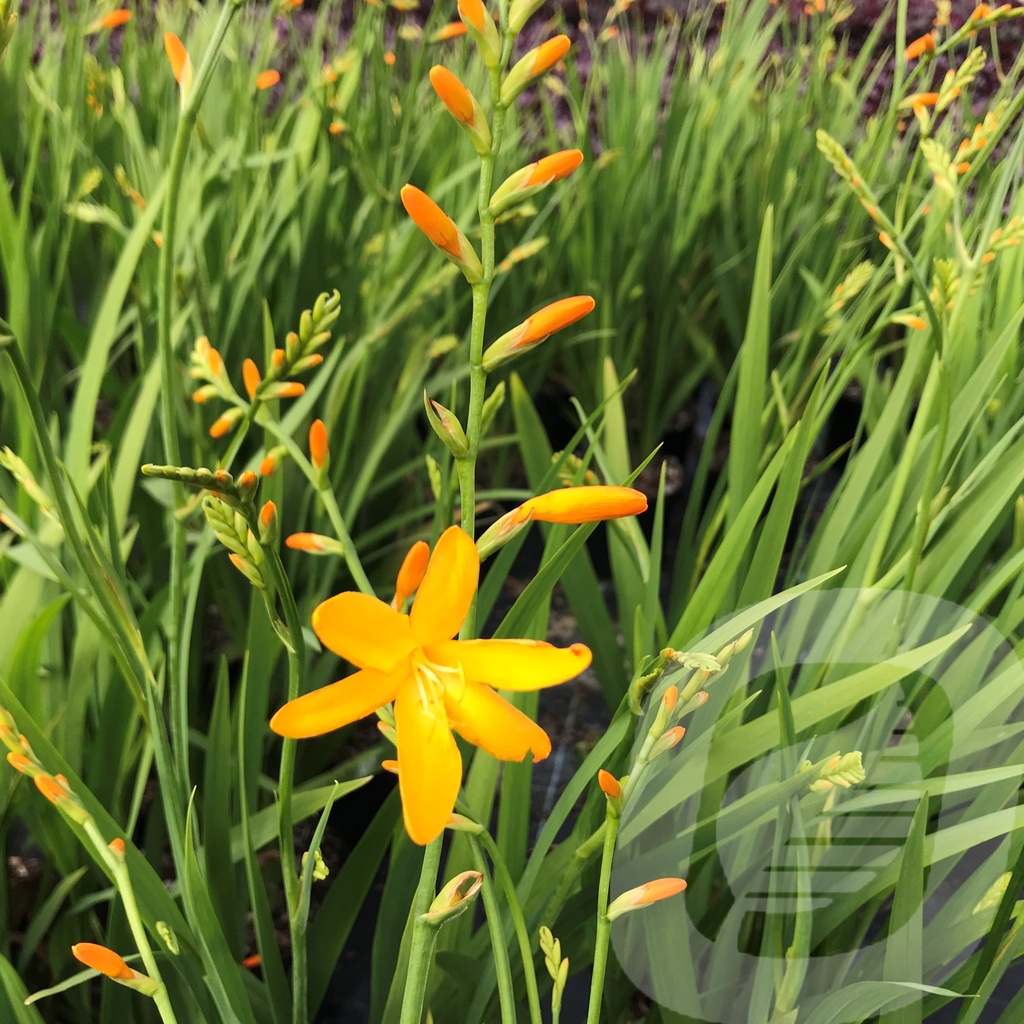 Crocosmia 'George Davison'