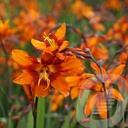 Crocosmia 'Emily McKenzie'