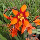 Crocosmia 'Emily McKenzie'