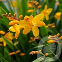 Crocosmia 'Columbus'