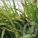 Crocosmia 'Columbus'