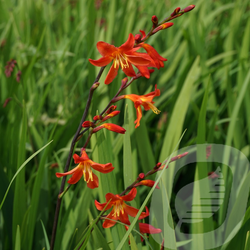 Crocosmia 'Carmine Brilliant'