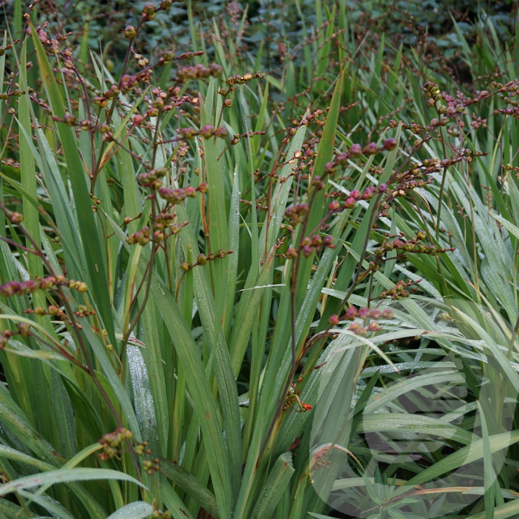 Crocosmia 'Carmine Brilliant'