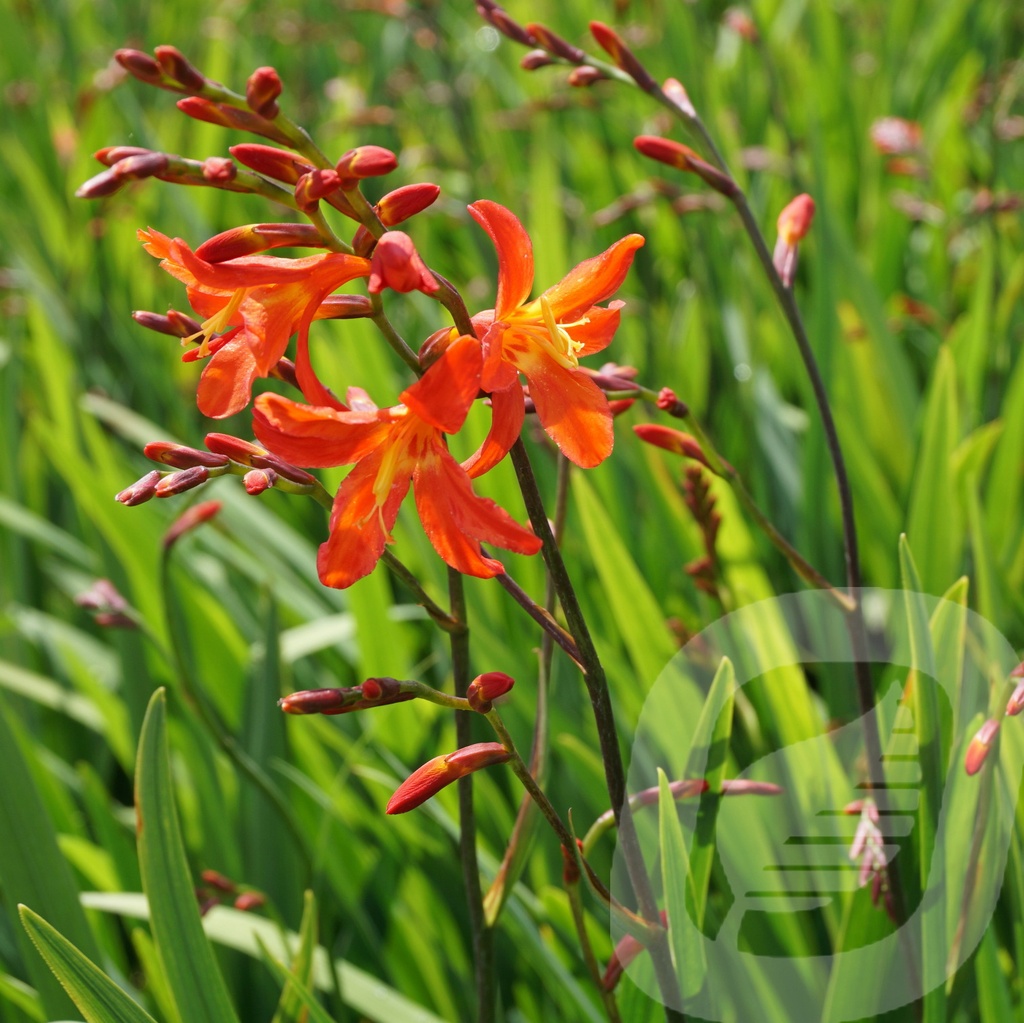 Crocosmia 'Carmine Brilliant'