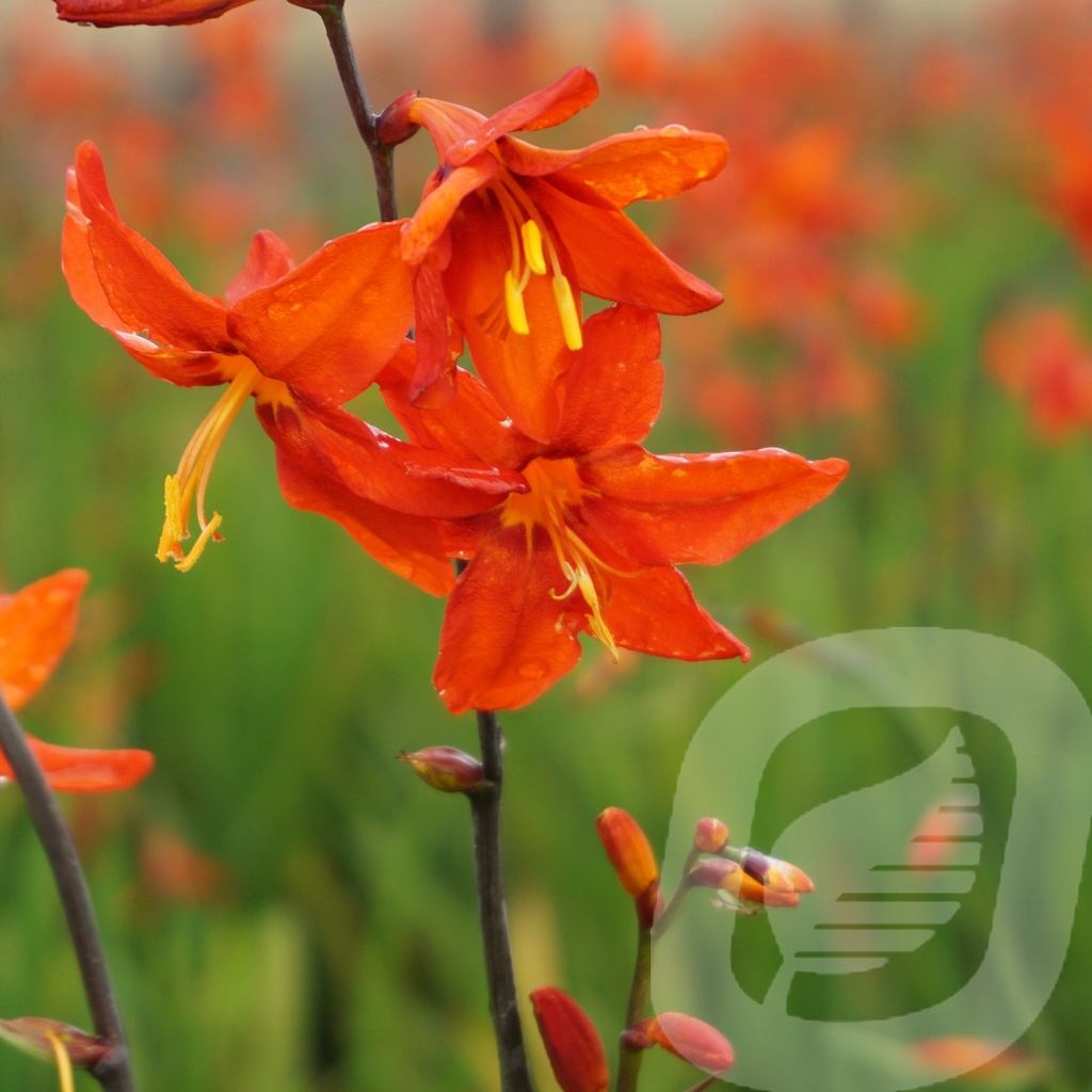 Crocosmia 'Babylon'