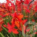 Crocosmia 'Babylon'