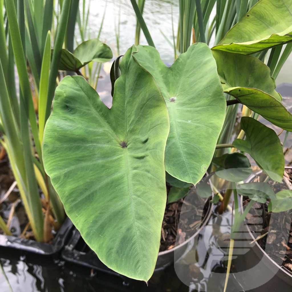 Colocasia 'Metallica'