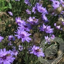 Catananche caerulea