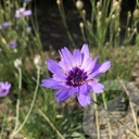 Catananche caerulea